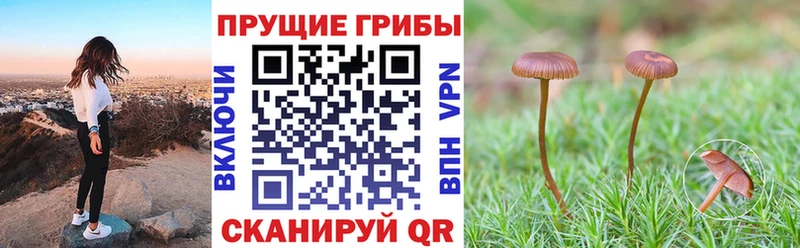 Галлюциногенные грибы Psilocybe  Энгельс 
